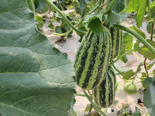 仙剑世界3娱乐吃瓜,娱乐吃瓜，揭秘幕后故事与精彩瞬间